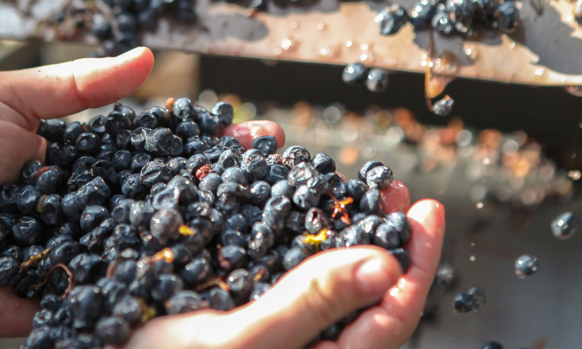 Allora Napa Valley Grapes