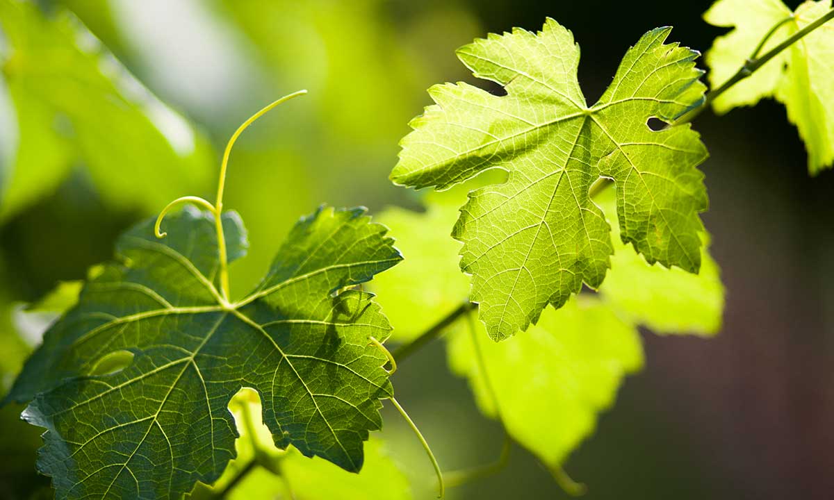 Allora Napa Valley Grapevines